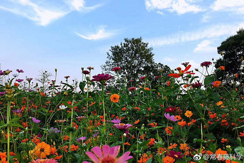 2019年1月1日：繁花似錦，恭賀新春